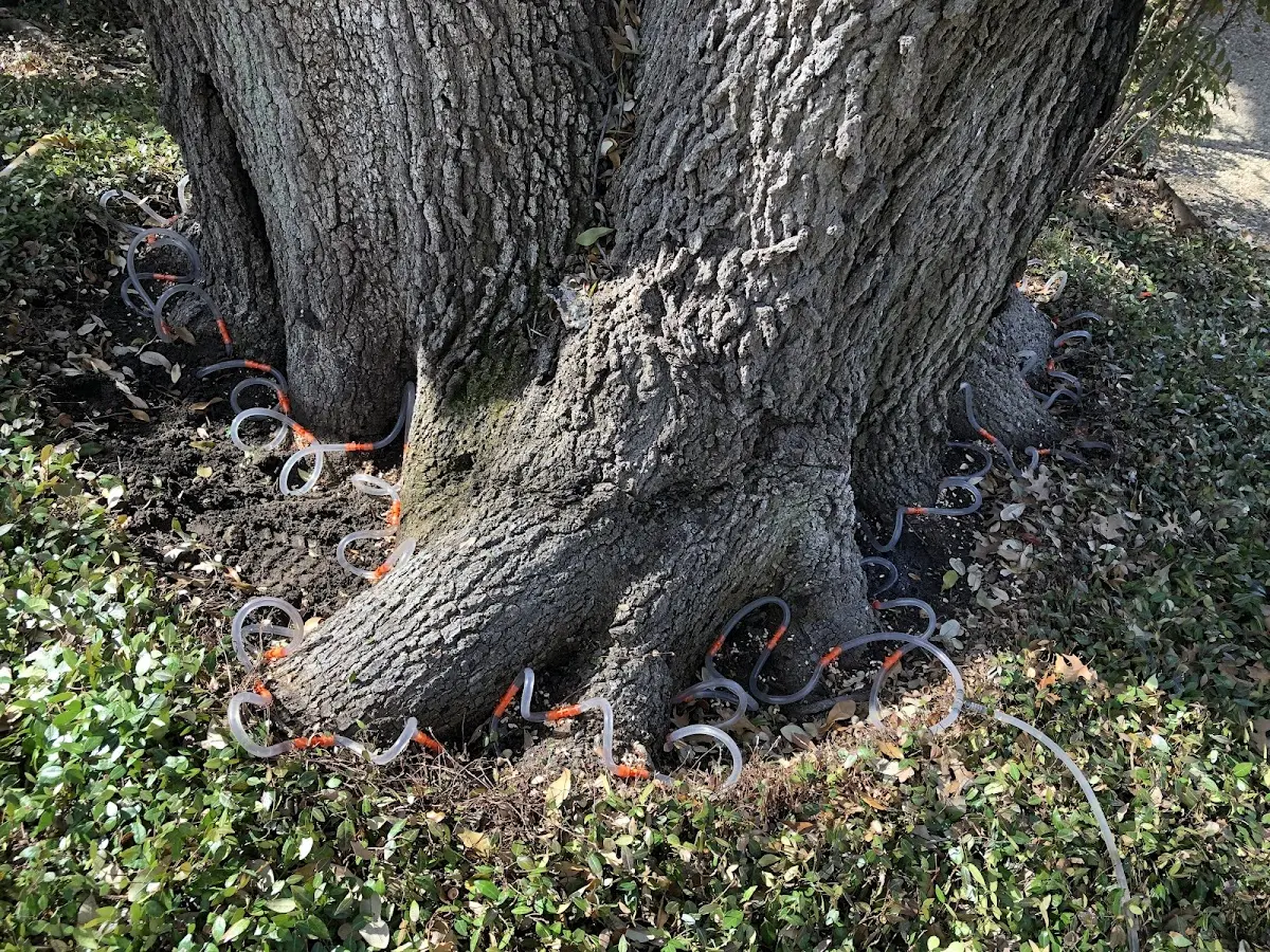 Detailed Tree Cabling and Bracing job site in Earleville