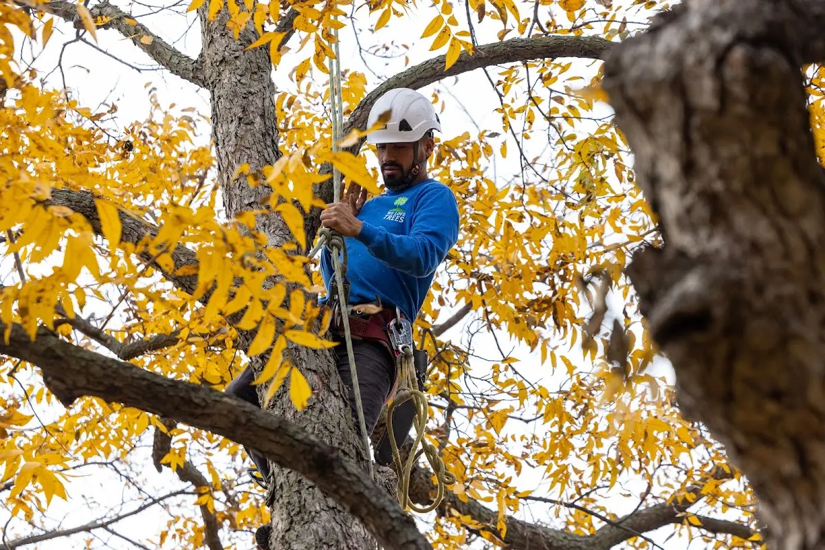 Skilled Tree Planting crew working in Earleville